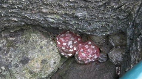 SAMSUNG DIGITAL MOVIE